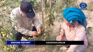 DDK Mizoram Ground Report 31 March 2023 KVK Lawngtlai Cabbage